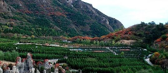 景仰园骨灰林在哪个地方？风水好不好？