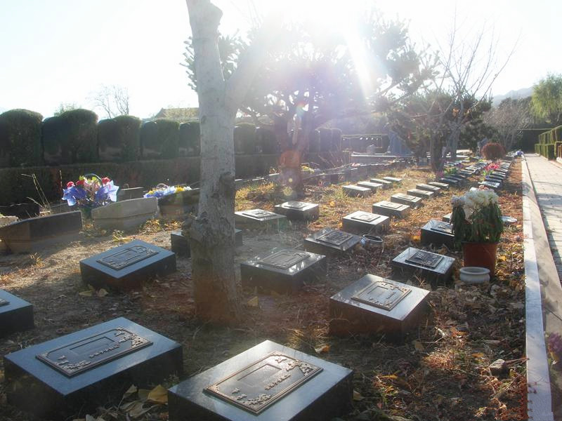 北京市的树葬怎么样  认购树葬墓地该怎么做