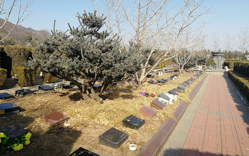 北京哪有树葬墓地？树葬墓地选择要领