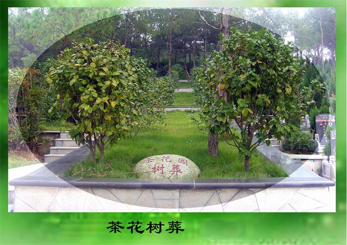 北京市树葬墓地有哪些？树葬有什么优势